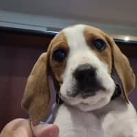 Photo of Boomer (Was Buddy)