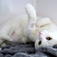 Photo of Marshmallow Rsta012950