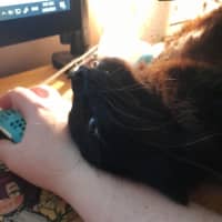 Photo of Yam *9 Lives Project Rescue*