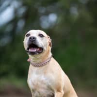 Photo of Nugget