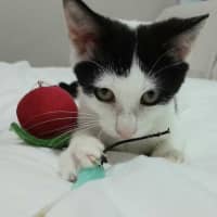 Photo of Rose