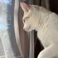 Photo of Dougal   Reduced Adoption Fee