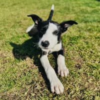 Photo of Josie
