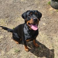 Photo of Tootie (68081)