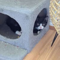 Photo of Willow (K41)