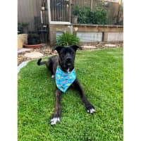 Photo of Tyson *$250 Adoption Fee*