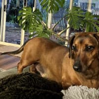 Photo of Frankie Silvanus