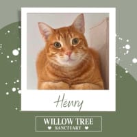 Photo of Henry