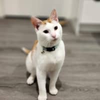 Photo of Cherry   In Foster In Ivanhoe