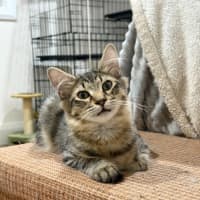 Photo of Chilli