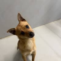 Photo of Foxy