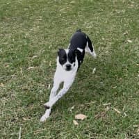 Photo of Loki   Assisted Rehome 🎾