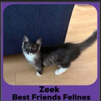 Photo of Zeek 