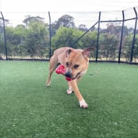 Photo of Beatrix Imp 1481