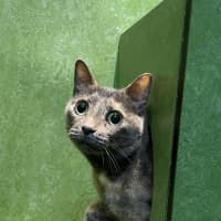 Photo of Meepy 
