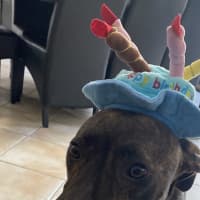 Photo of Arlo