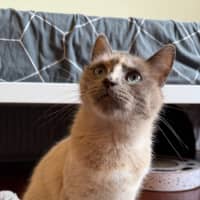 Photo of Bluebelle 