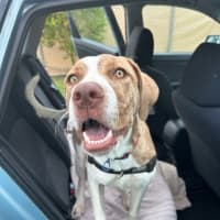 Photo of Rover