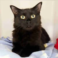 Photo of Pugsley Suk014699 & Wednesday Suk014701