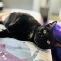 Photo of Puss Puss