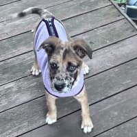 Photo of Dottie 