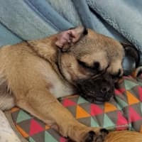 Photo of Pebbles