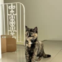 Photo of Amber