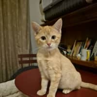 Photo of Blonde **2nd Chance Cat Rescue**
