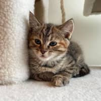 Photo of Kiki