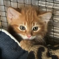 Photo of Dorian, Keegan & Stormy (Available Separately)