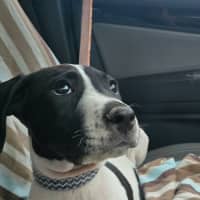 Photo of Buttons   10 Week Old Bull Arab X (Trial 6/12)