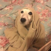 Photo of Ruby And Vincent Silvanus