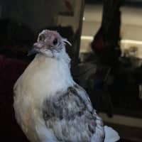 Photo of Summer Salad