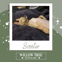 Photo of Scooter