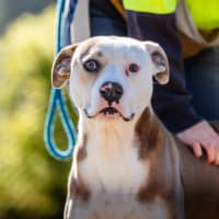 Photo of Wanda Imp 1577 