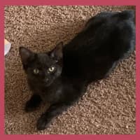 Photo of Piper