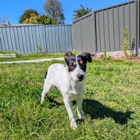 Photo of Poppy   4 Month Old Border Collie X