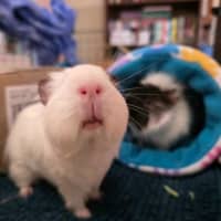 Photo of Rufus & Ringo
