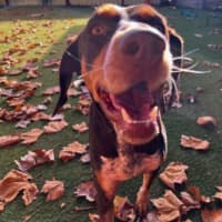 Photo of Tilly