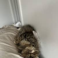 Photo of Beef Wellington