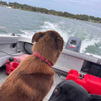 Photo of Remy   2 Year Old Staffy X Kelpie