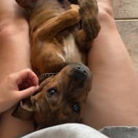 Photo of Chestnut (Chester)