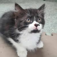 Photo of Smudge