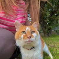 Photo of Ginge * 9 Lives Project Rescue*