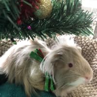Photo of Romeo