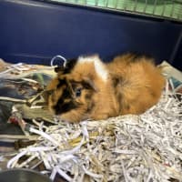 Photo of Romeo 