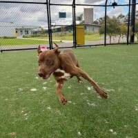 Photo of Cinnamon Imp 2194