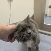 Photo of Lord Biscuit I I I