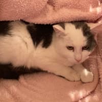 Photo of Snowy