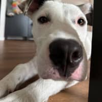 Photo of Scruffy   7 Month Old Wolfhound X